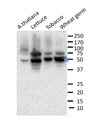 eIF4A | Eukaryotic initiation factor eIF4A in the group Antibodies Plant/Algal / DNA/RNA/Cell Cycle / Translation at Agrisera AB (Antibodies for research) (AS19 4251)